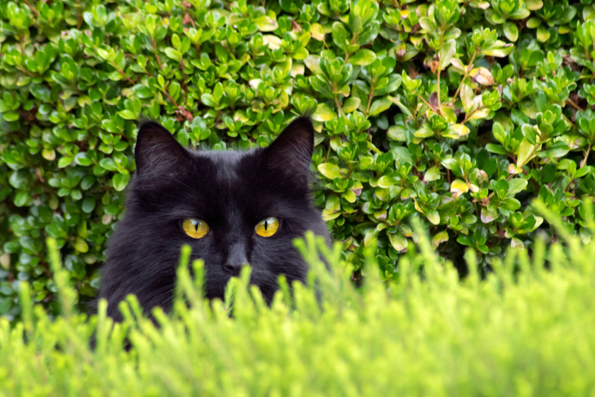maine coon hiding in grass