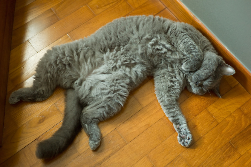 selkirk rex black cat breeds