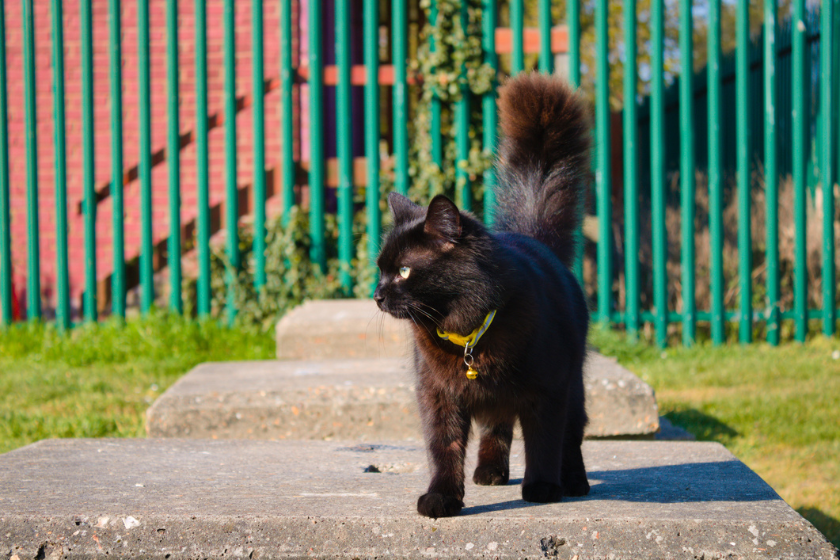 fluffy black cat walking sidewalk