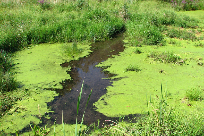 blue green algae dogs