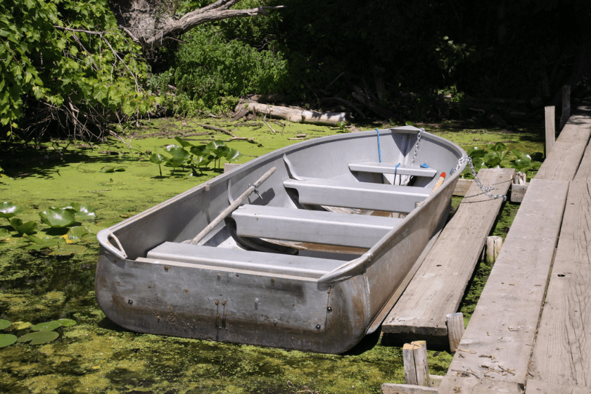 blue green algae dogs