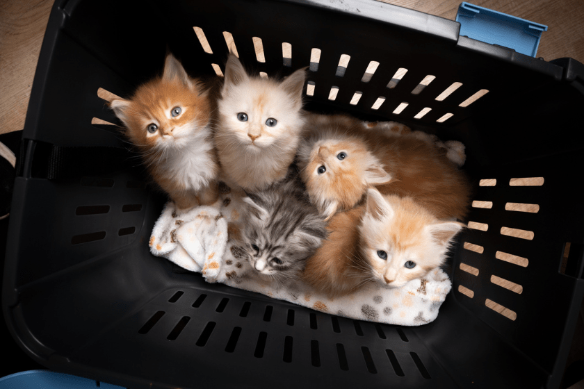 disney kitten names