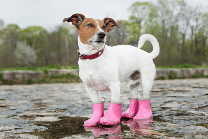 pet-friendly stores