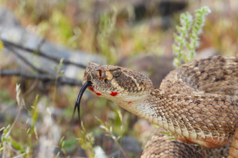 Where Killing Snakes Is Legal (And Illegal) in All 50 States