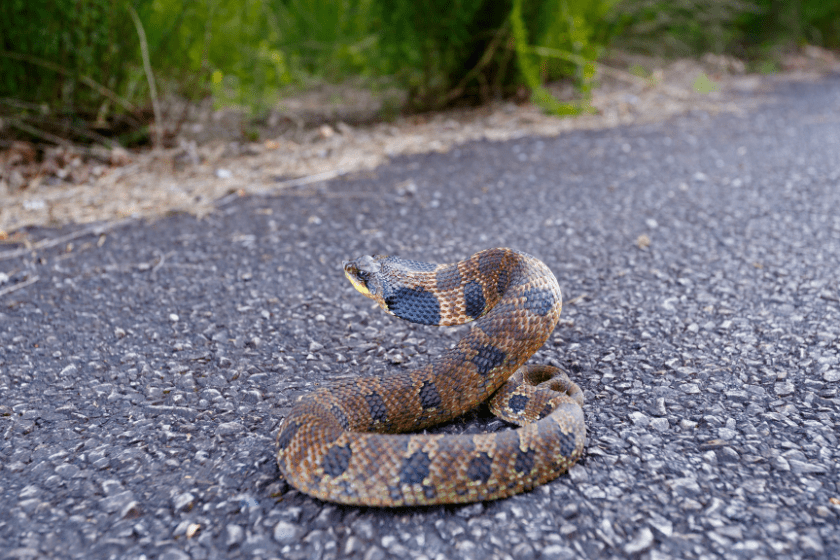 Where Killing Snakes Is Legal (And Illegal) in All 50 States