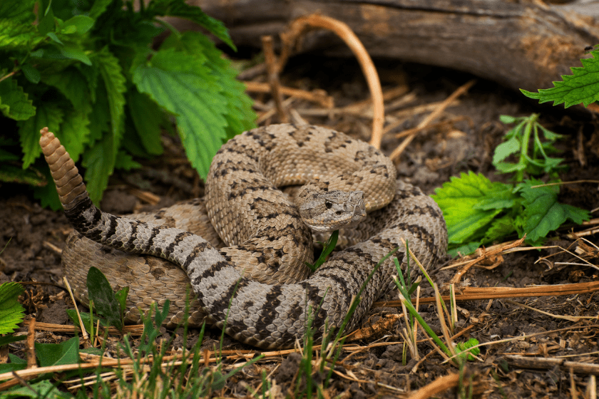 what states is it illegal to kill snakes