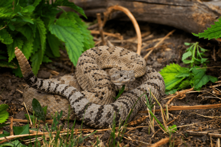 Where Killing Snakes Is Legal (And Illegal) in All 50 States