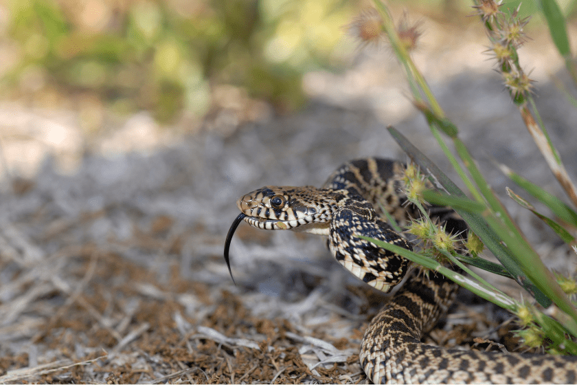Where Killing Snakes Is Legal (And Illegal) in All 50 States
