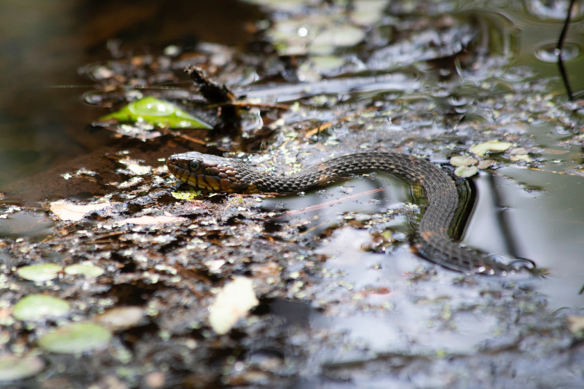 what states is it illegal to kill snakes