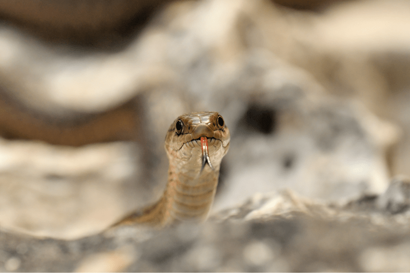 Where Killing Snakes Is Legal (And Illegal) in All 50 States