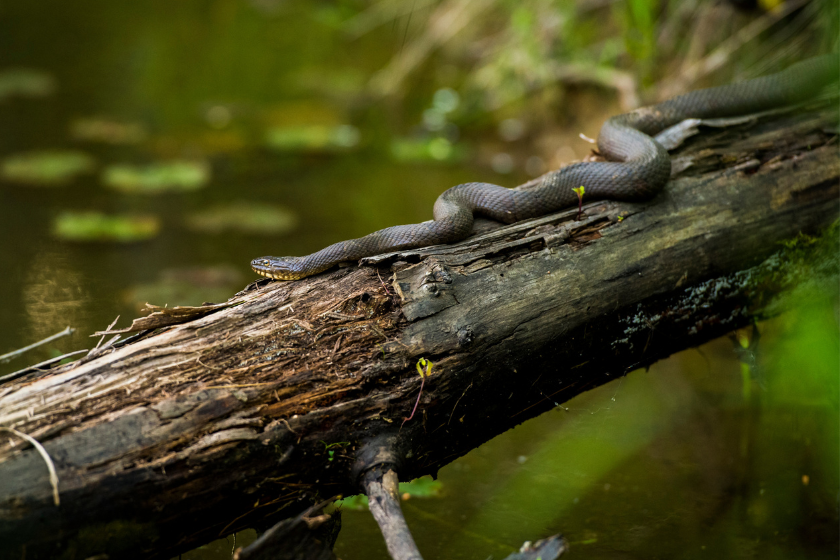 what states is it illegal to kill snakes