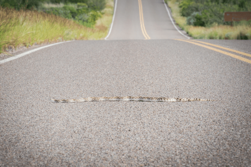 what states is it illegal to kill snakes