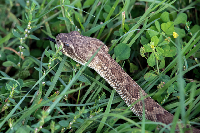 what states is it illegal to kill snakes