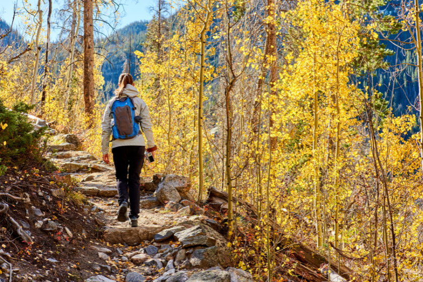 Woman tourist walking on trail in aspen grove at autumn in Rocky Mountain National Park. Colorado, USA.