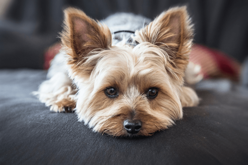 Yorkshire terrier lays on the couch 