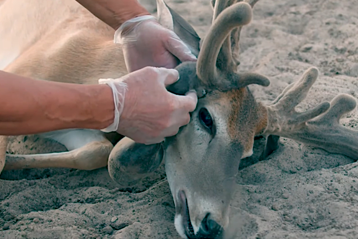 Antler Removal