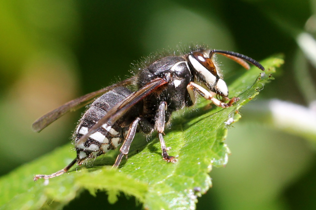 The Bald Faced Hornet What To Know About This Common And Aggressive the-bald-faced-hornet-what-to-know-about-this-common-and-aggressive