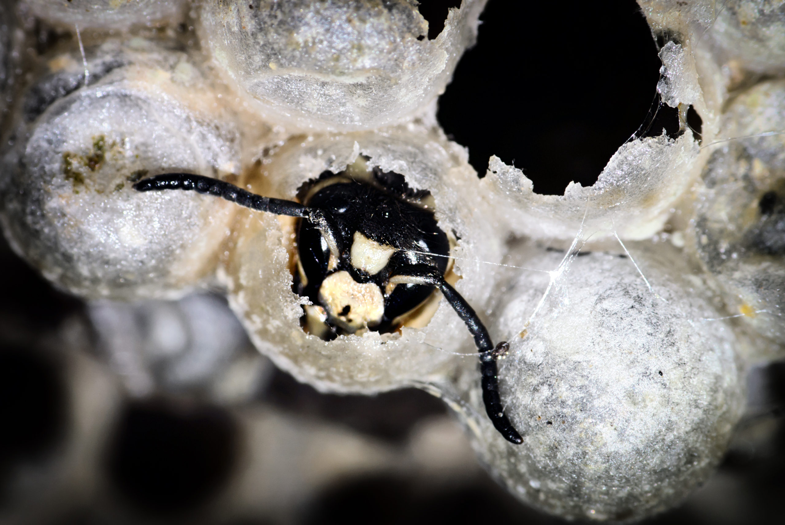 Bald Faced Hornet