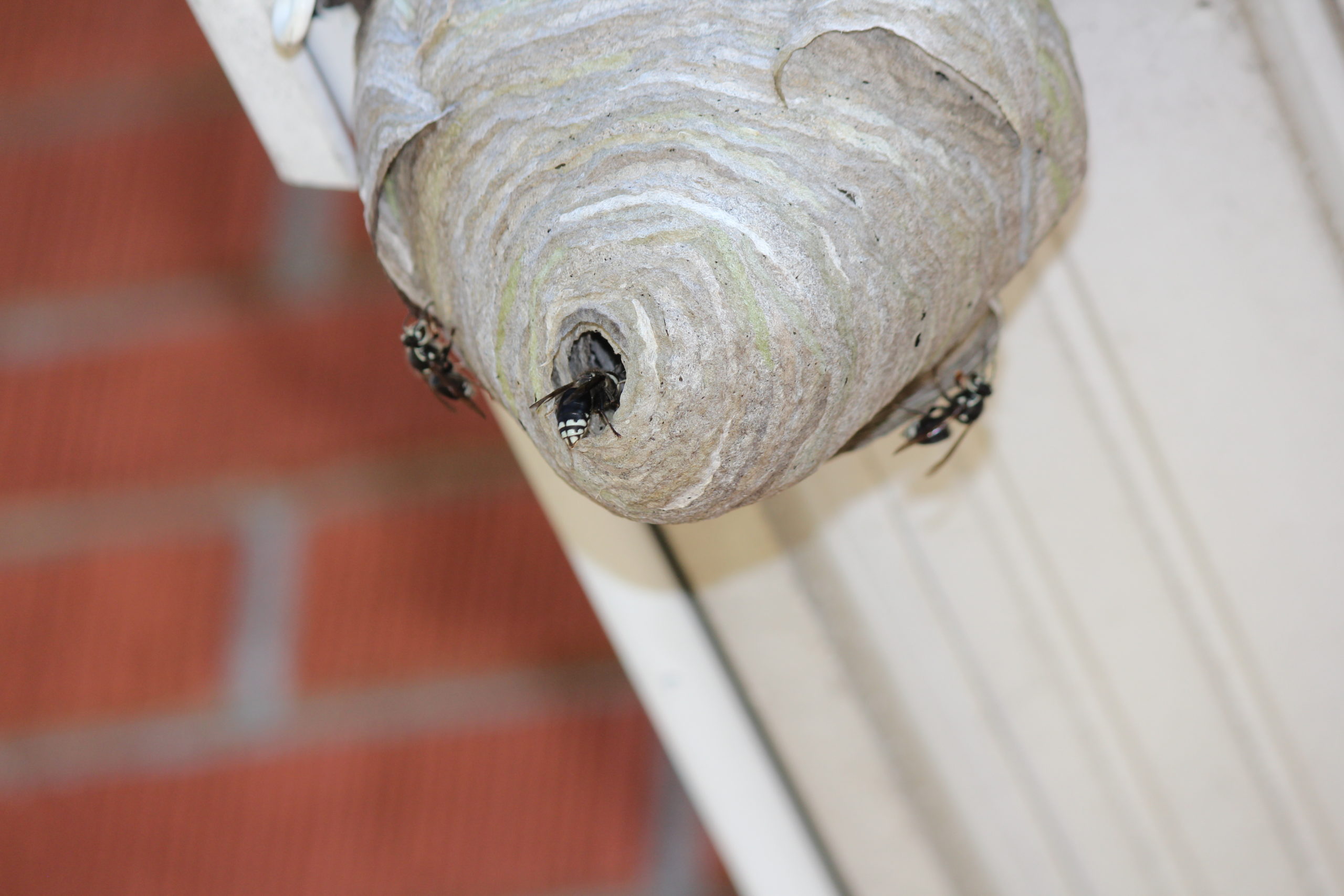 Bald Faced Hornet