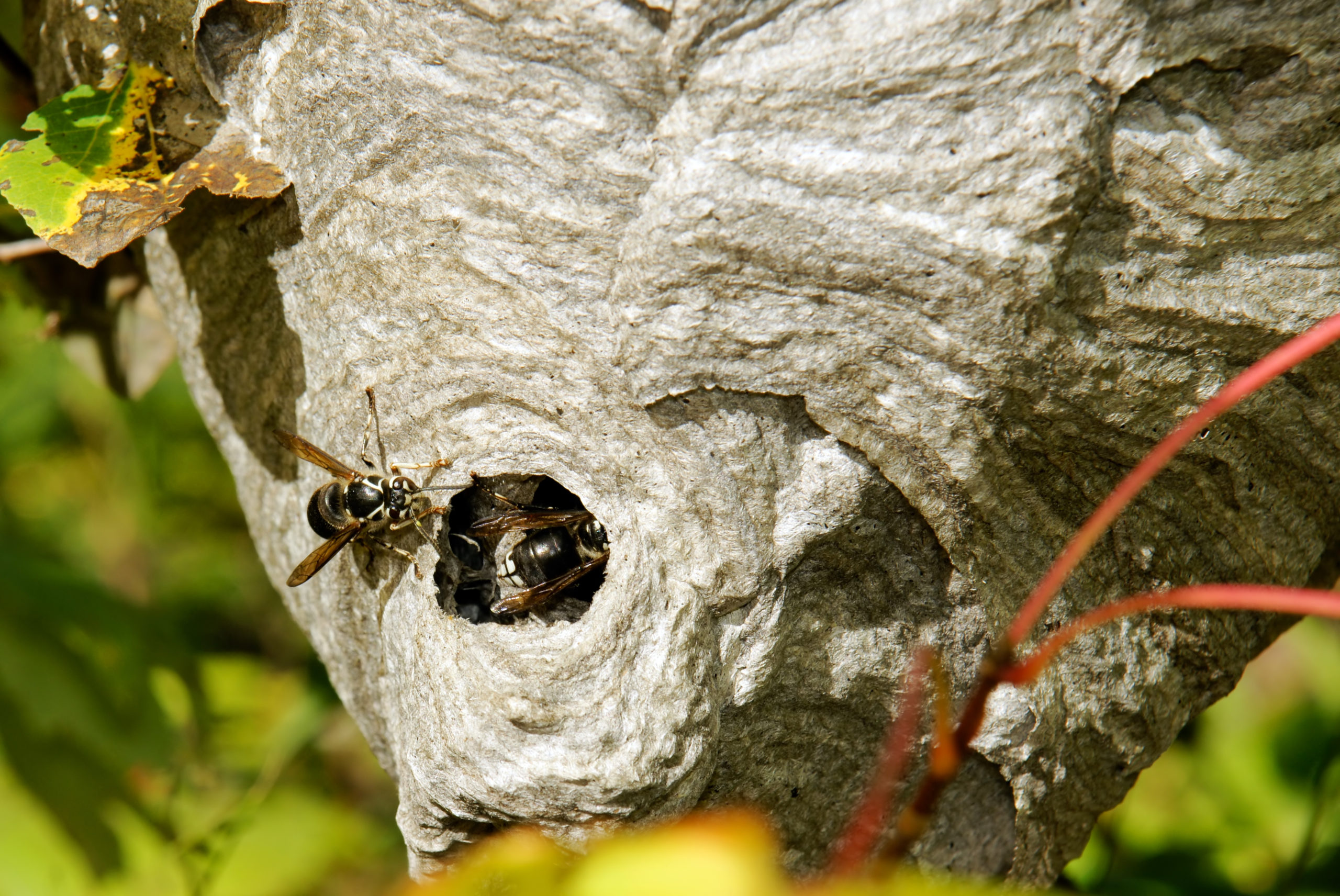 Bald Faced Hornet