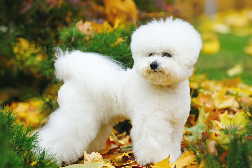Bichon Frise stands on colorful leaves