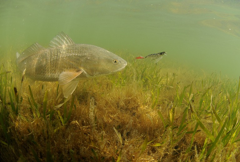 Red Drum Fishing Tips for Beginners Wide Open Spaces