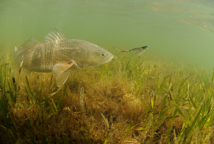 Red Drum Fishing Tips for Beginners Wide Open Spaces