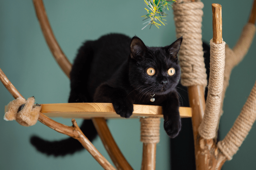 black exotic shorthair