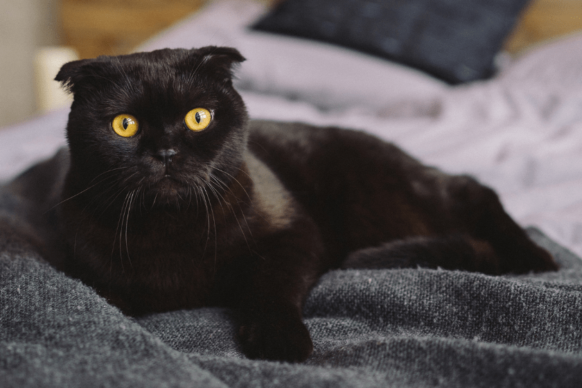 Black Scottish fold