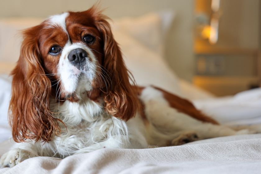 cavalier King Charles spaniel sitting on a bed