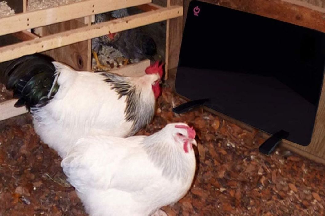 3 Best Chicken Coop Heaters of 2022 for Chickens, Cows, & More (SAFE)