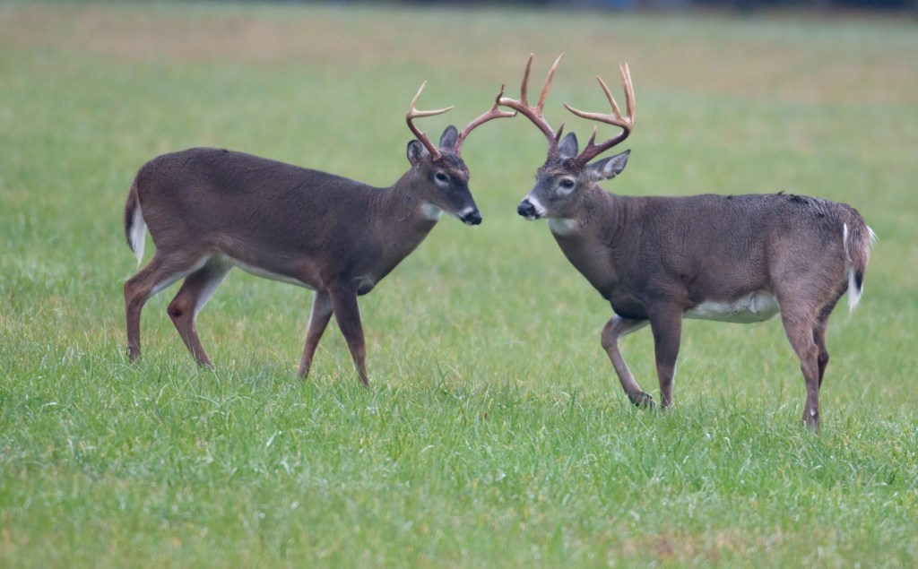 Deer Hunting Questions