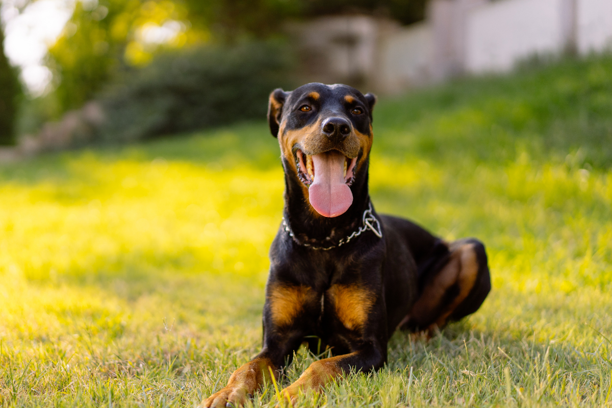 https://www.wideopenspaces.com/wp-content/uploads/sites/3/2021/08/doberman-pinscher.png?fit=1056%2C704