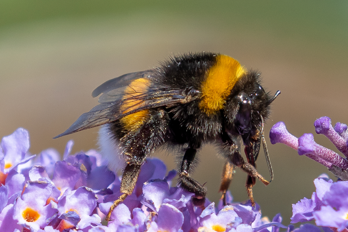 Do Bumble Bees Sting? The Truth About These Large, Fuzzy Insects - Wide ...