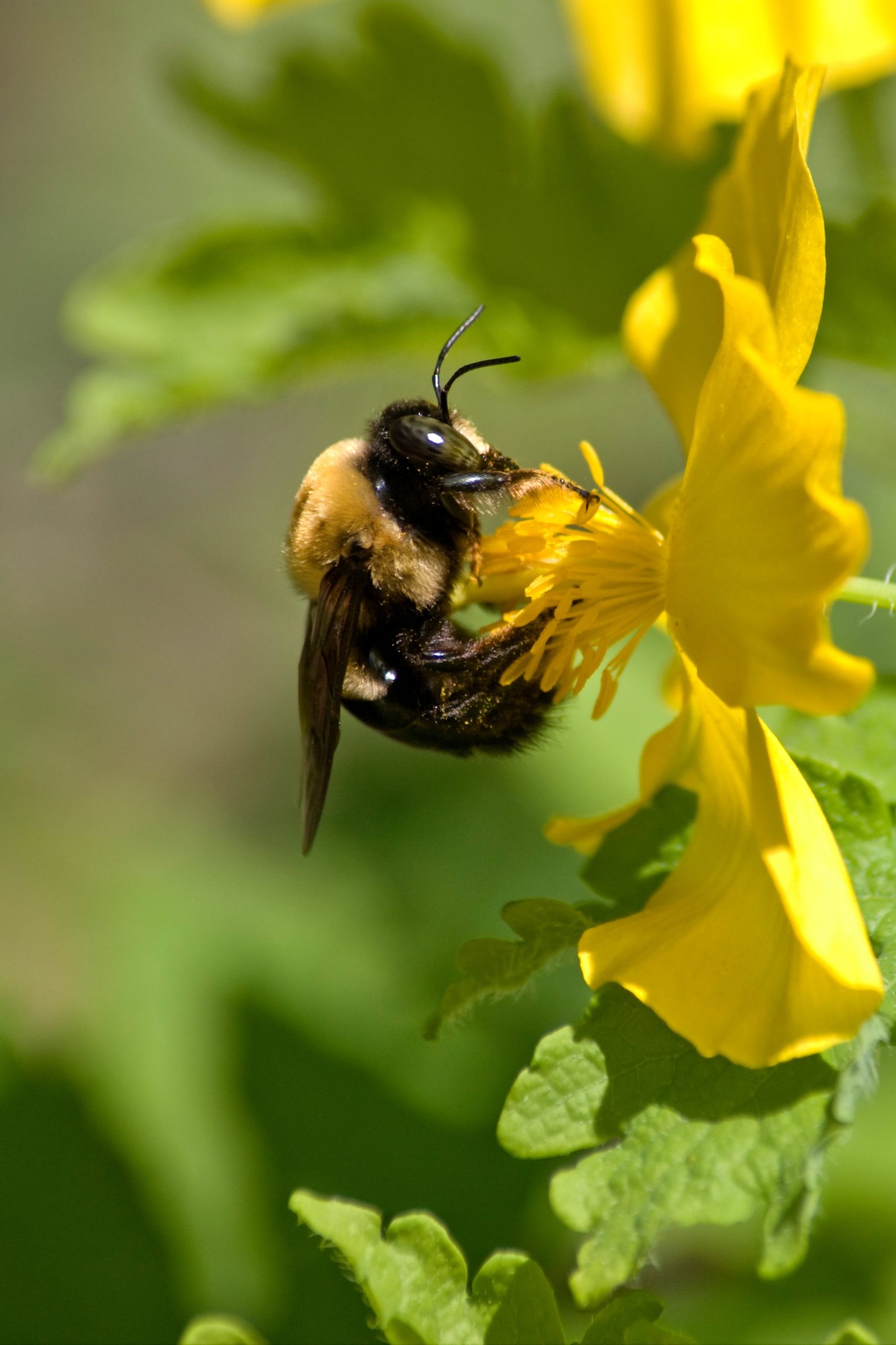 Do Bumble bees Sting?