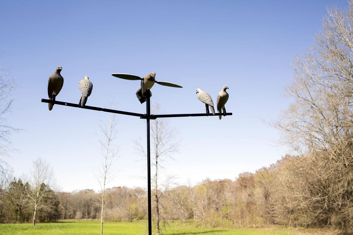 Dove Hunting 101 Tips and Tactics for Beginners