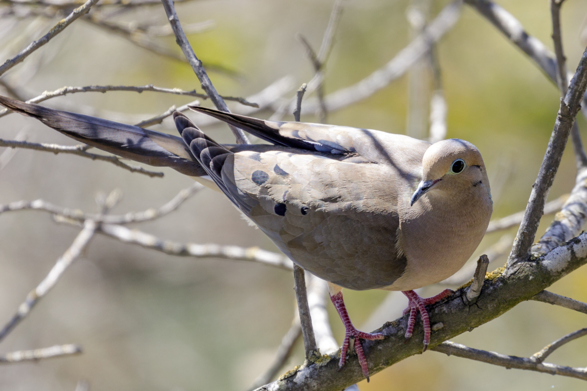 Dove Hunting