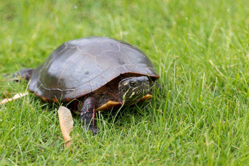 Eastern Painted Turtle One of North America's Most Common and Colorful