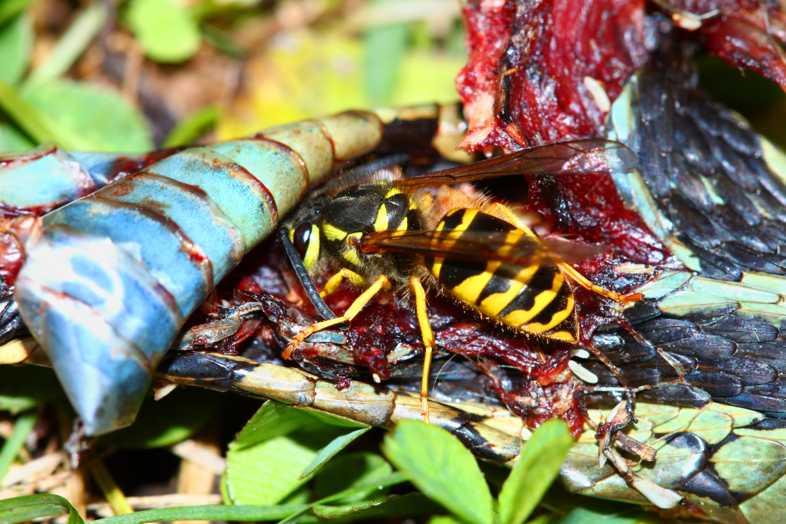 Eastern Yellowjacket