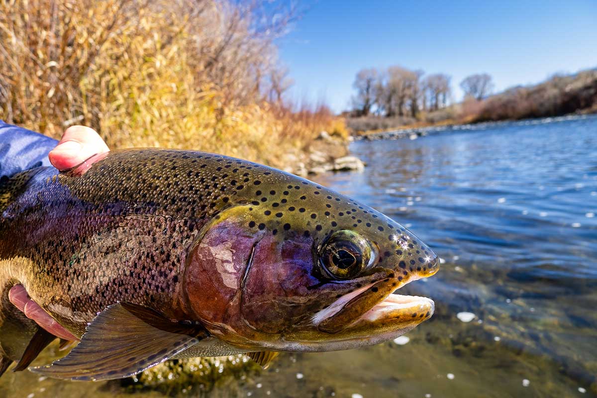 Trout Lures