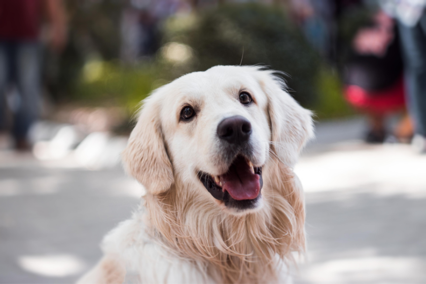 golden retriever sits outside