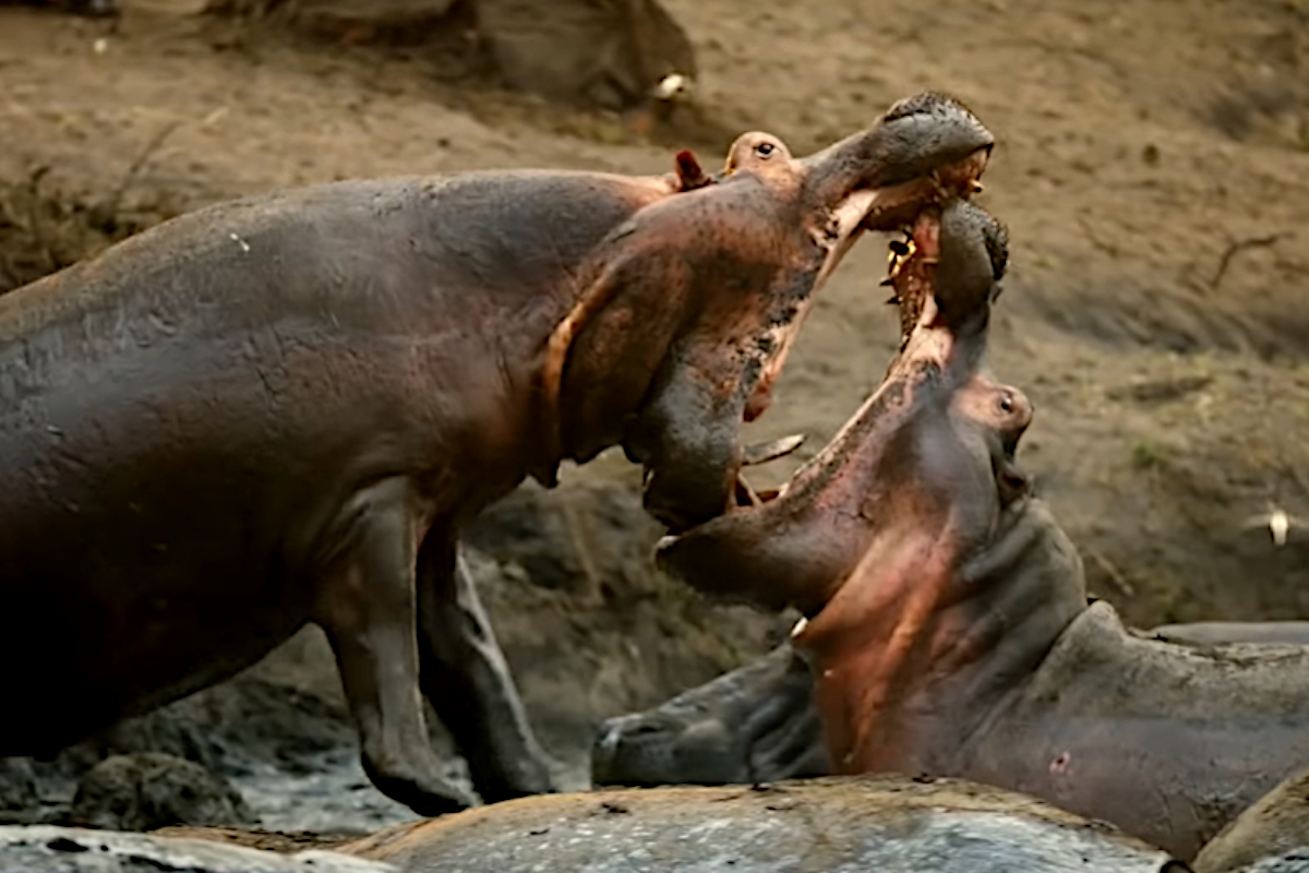 Hippo Fight