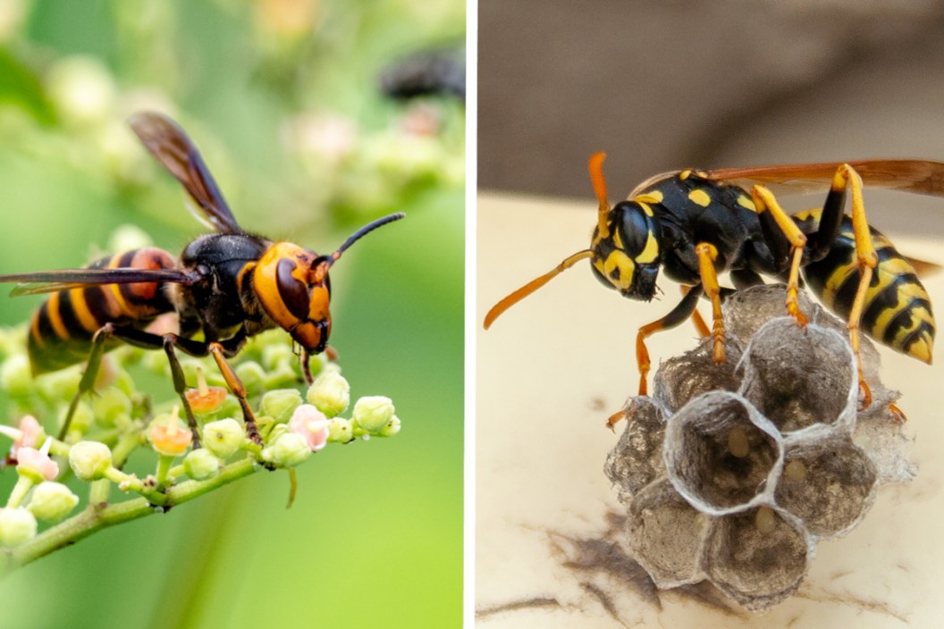 Hornet vs Wasp