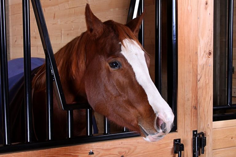 10 Best Horse Toys of 2022 That Can Help Alleviate Boredom for Horses