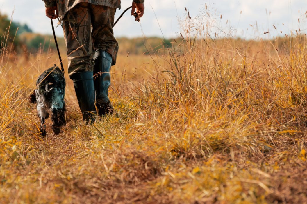 Hunter and dog walking on grass in countryside, rear view