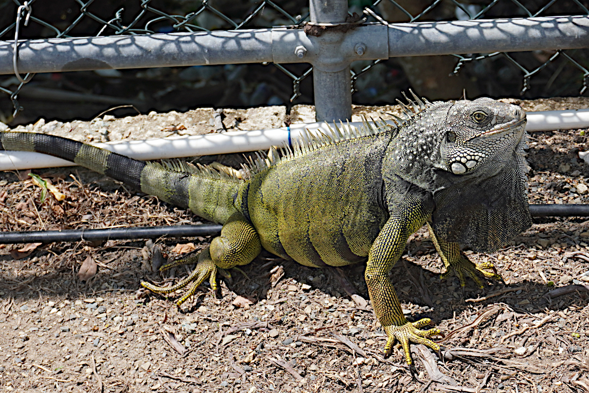 Iguana Hunting