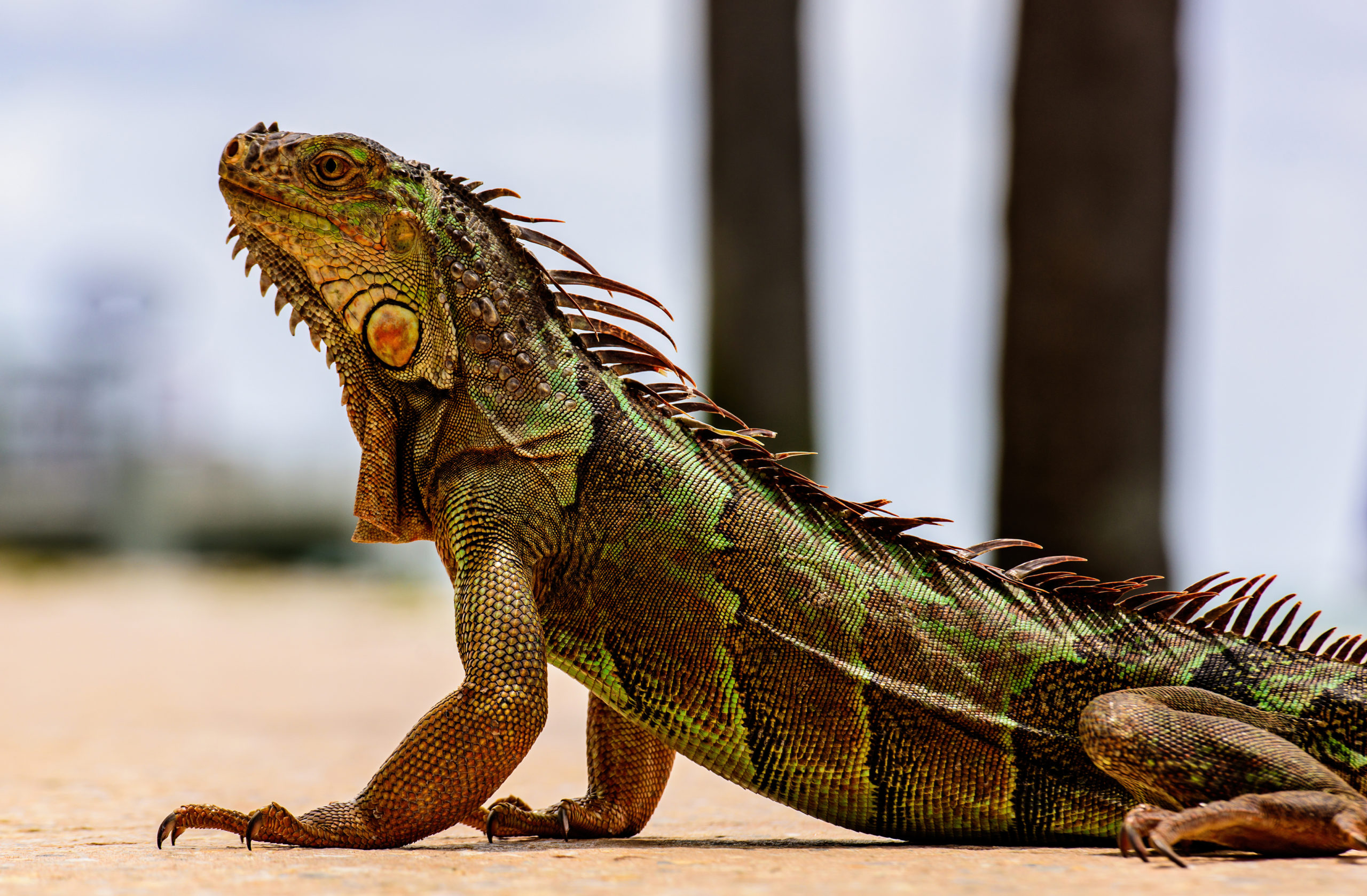 Iguana Hunting