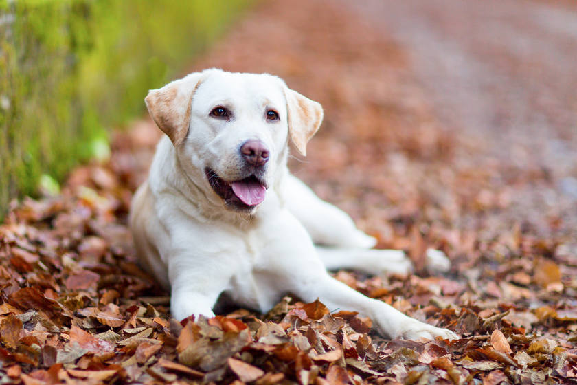 Labrador retriever sits in a pile of leaves