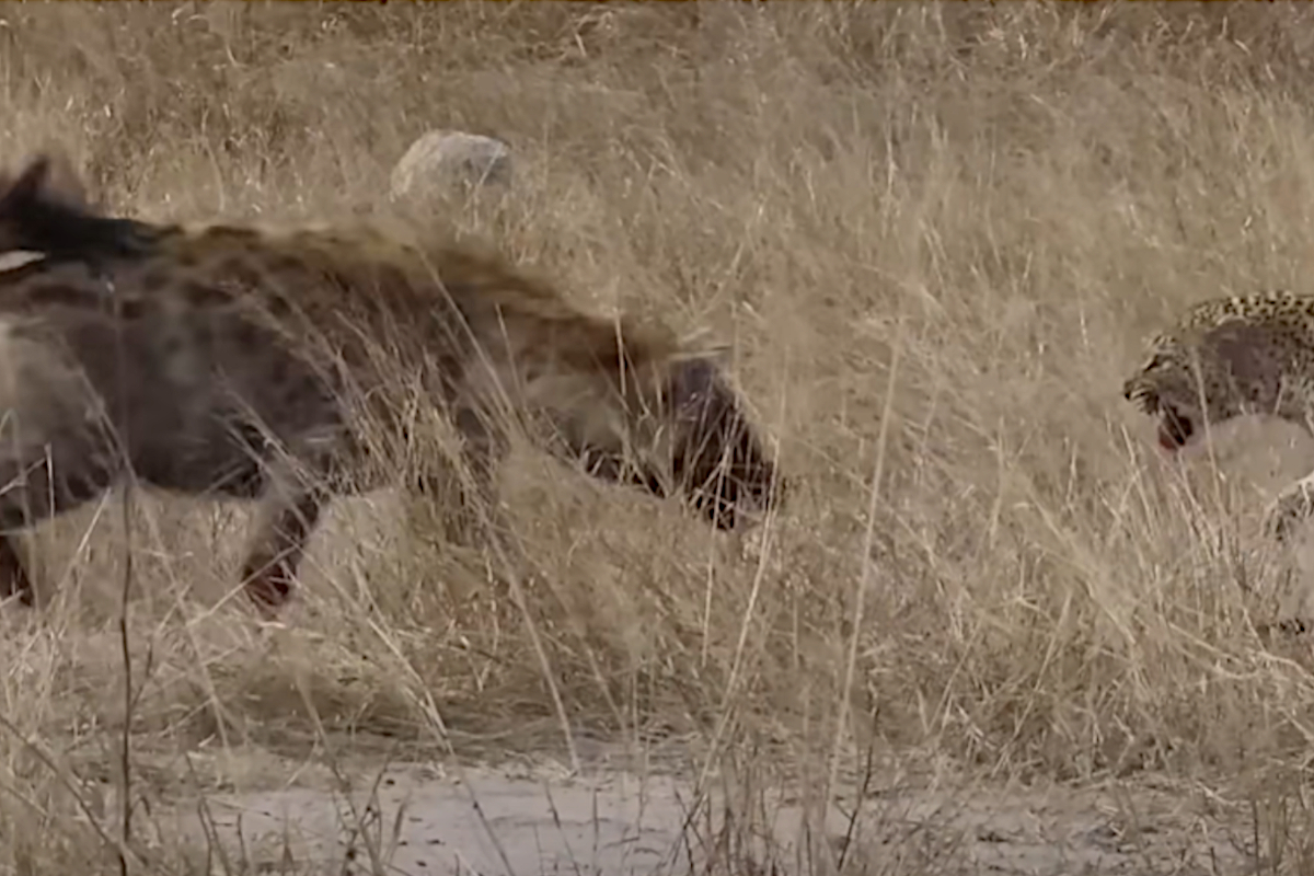 Leopard vs Hyena