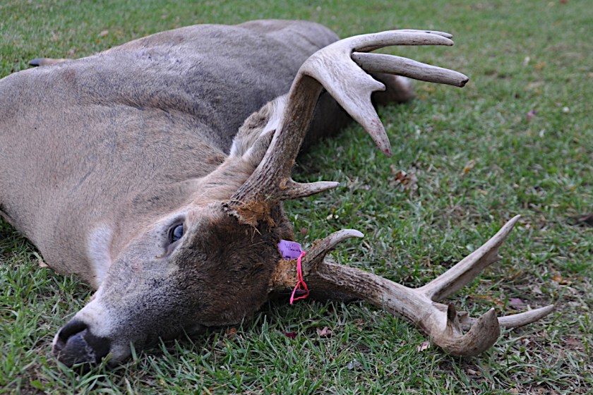 Breaking Down Michigan's Combo Deer License